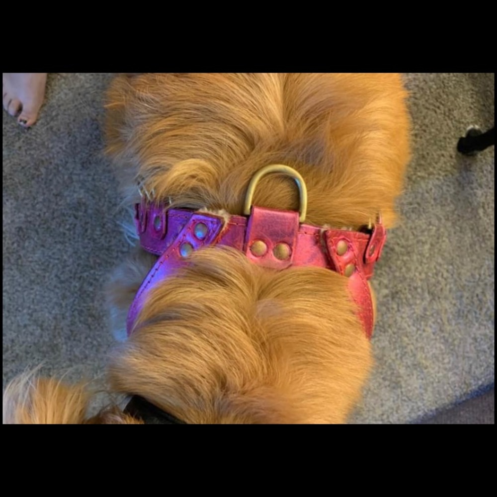 Iridescent pink to pearl Yup dog harness